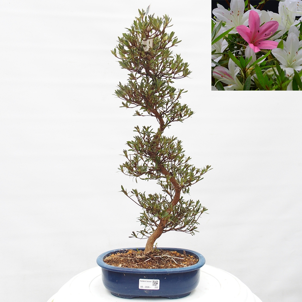 Outdoor bonsai - Japanese Azalea - Azalea Hakurin