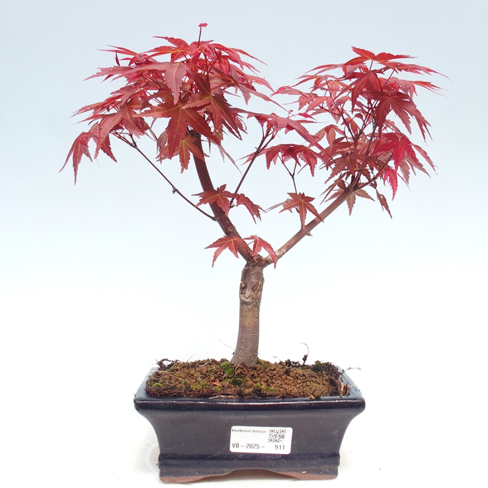 Outdoor bonsai - dlanitolistý Maple - Acer palmatum DESHOJO