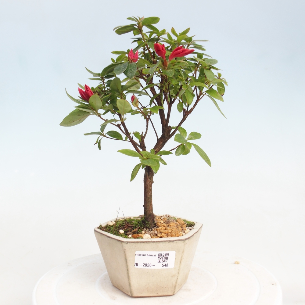 Outdoor bonsai - Japanese azalea - Azalea sp.