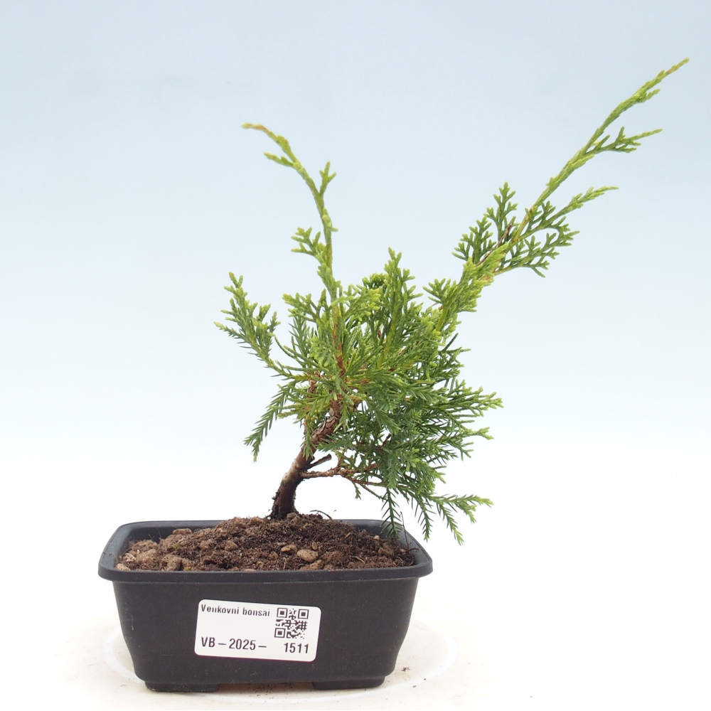Outdoor bonsai - Juniperus chinensis Itoigawa - Chinese juniper