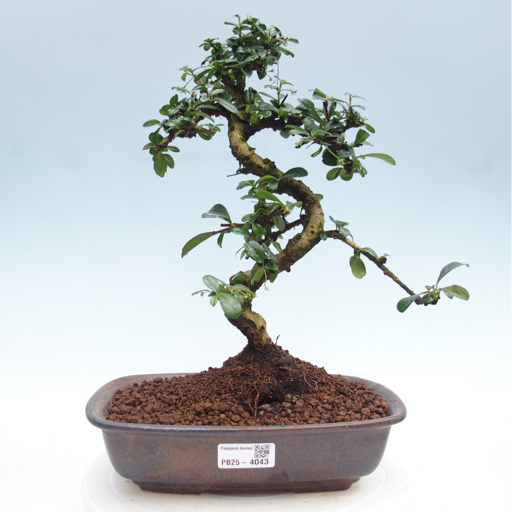 Room bonsai - Carmona macrophylla - Tea fuki