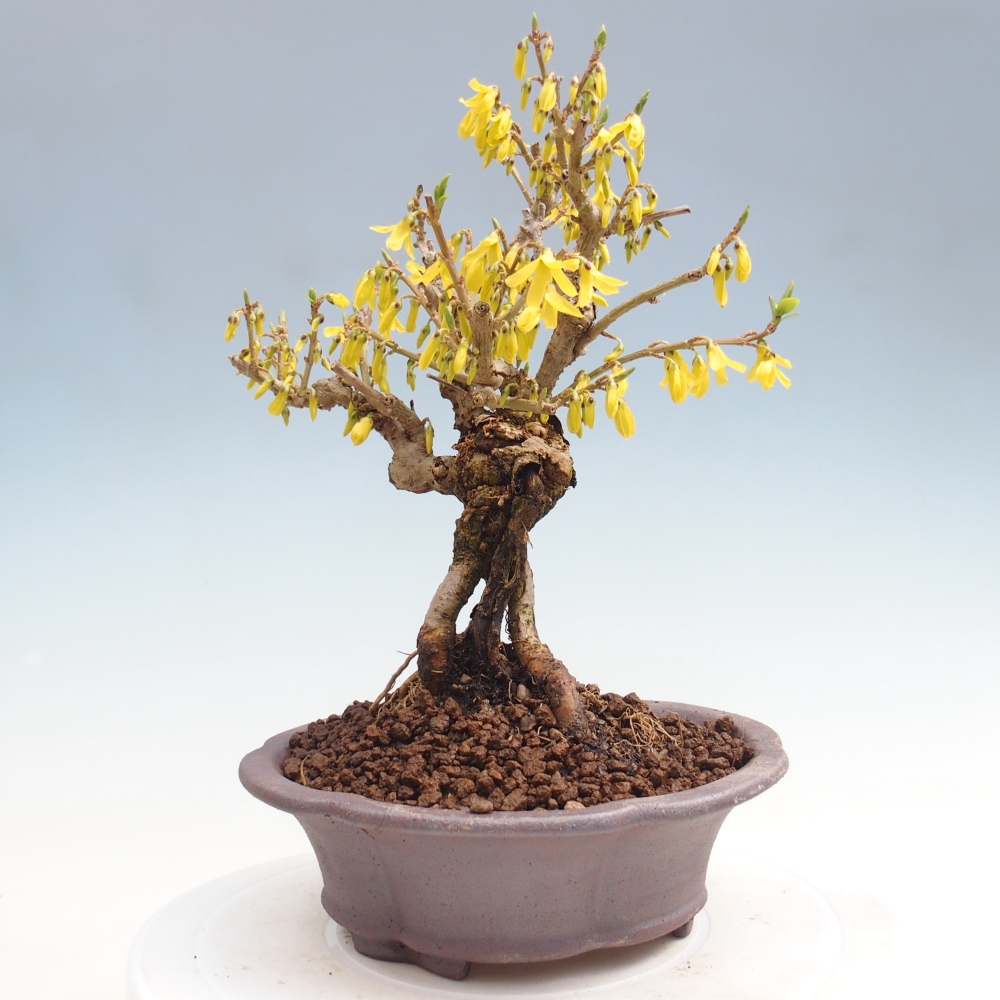 Outdoor bonsai - Zlatice - Forsythia koreana
