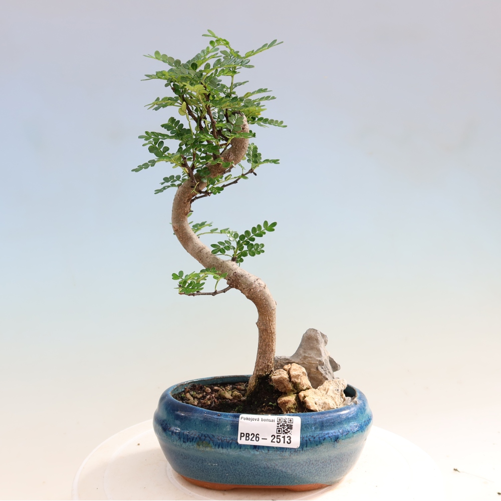 Room bonsai - Zantoxylum piperitum - pepper tree