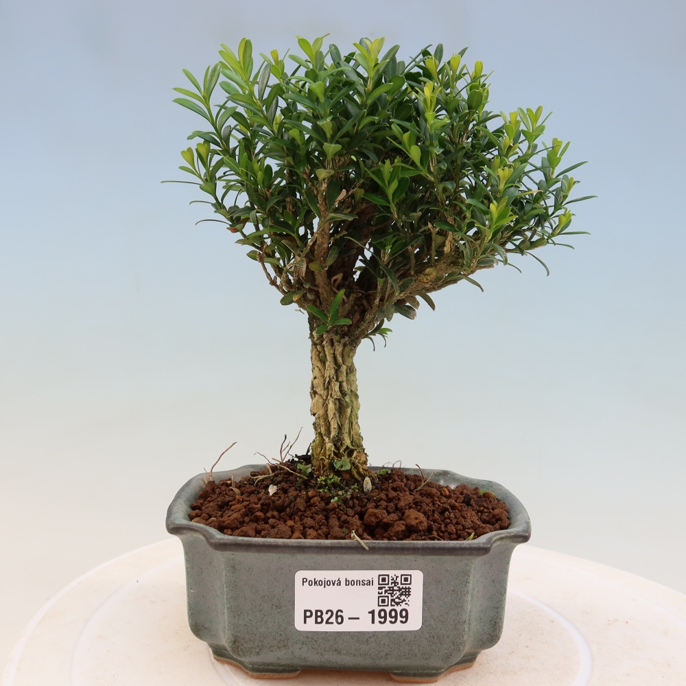 Room bonsai - Buxus harlandii - cork buxus