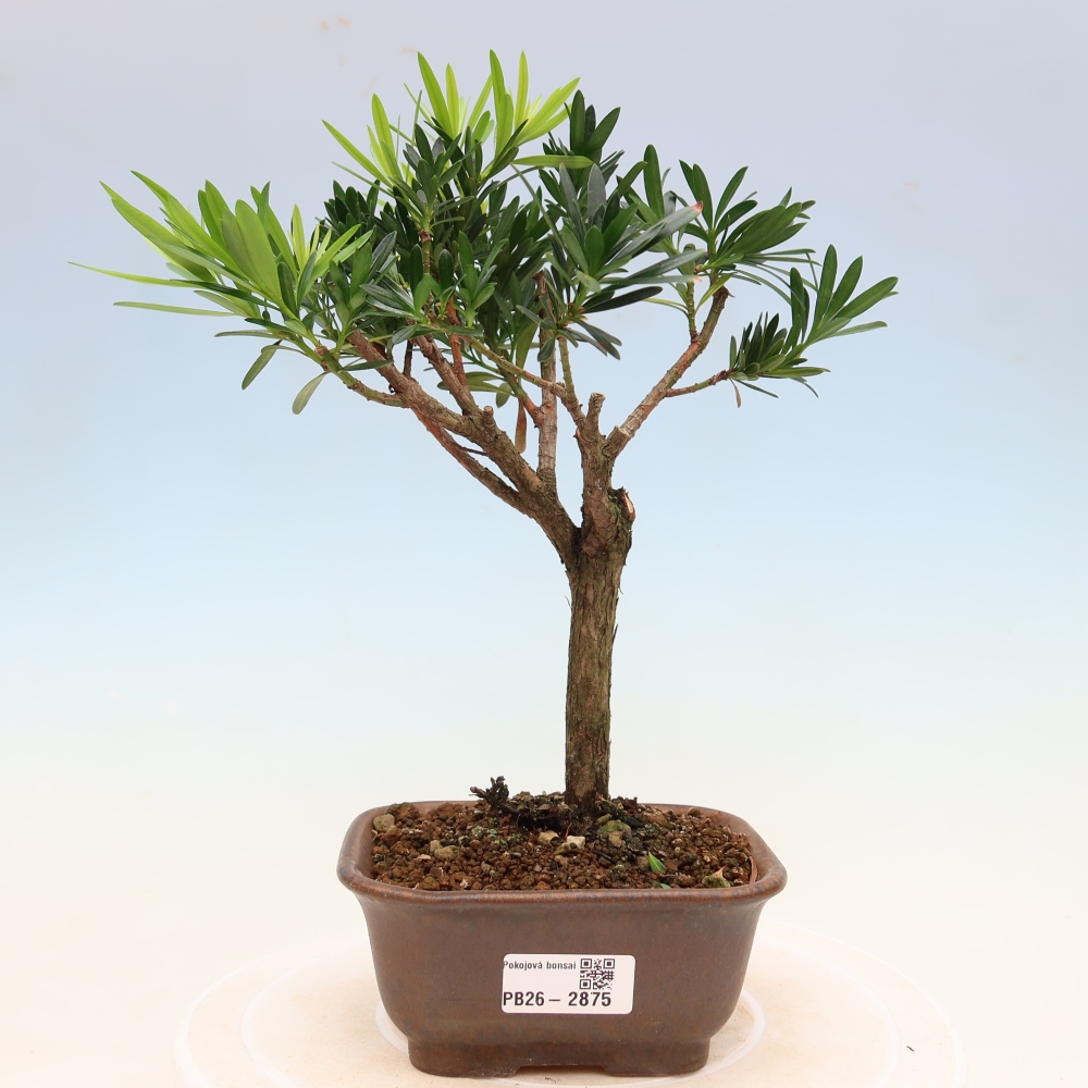 Room bonsai - Podocarpus - Stone Yew
