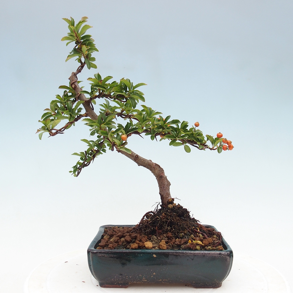 Outdoor bonsai-Pyracantha Teton -Hlox
