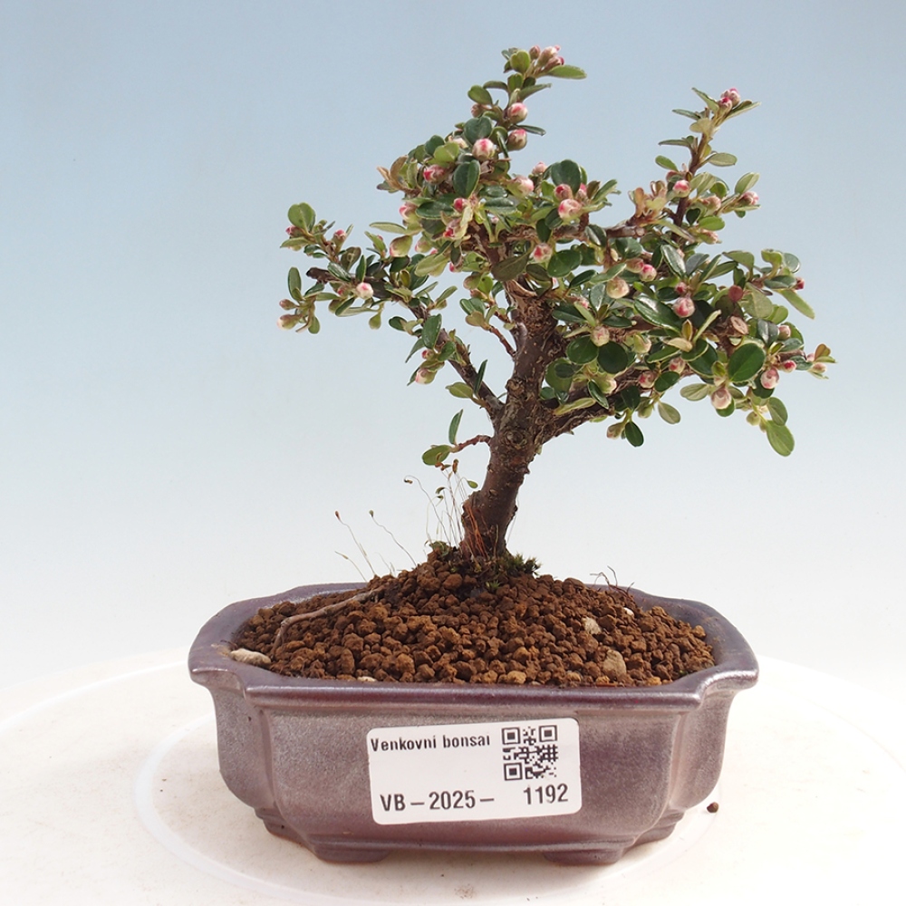 Outdoor bonsai - Cotoneaster horizontalis - Rock tree