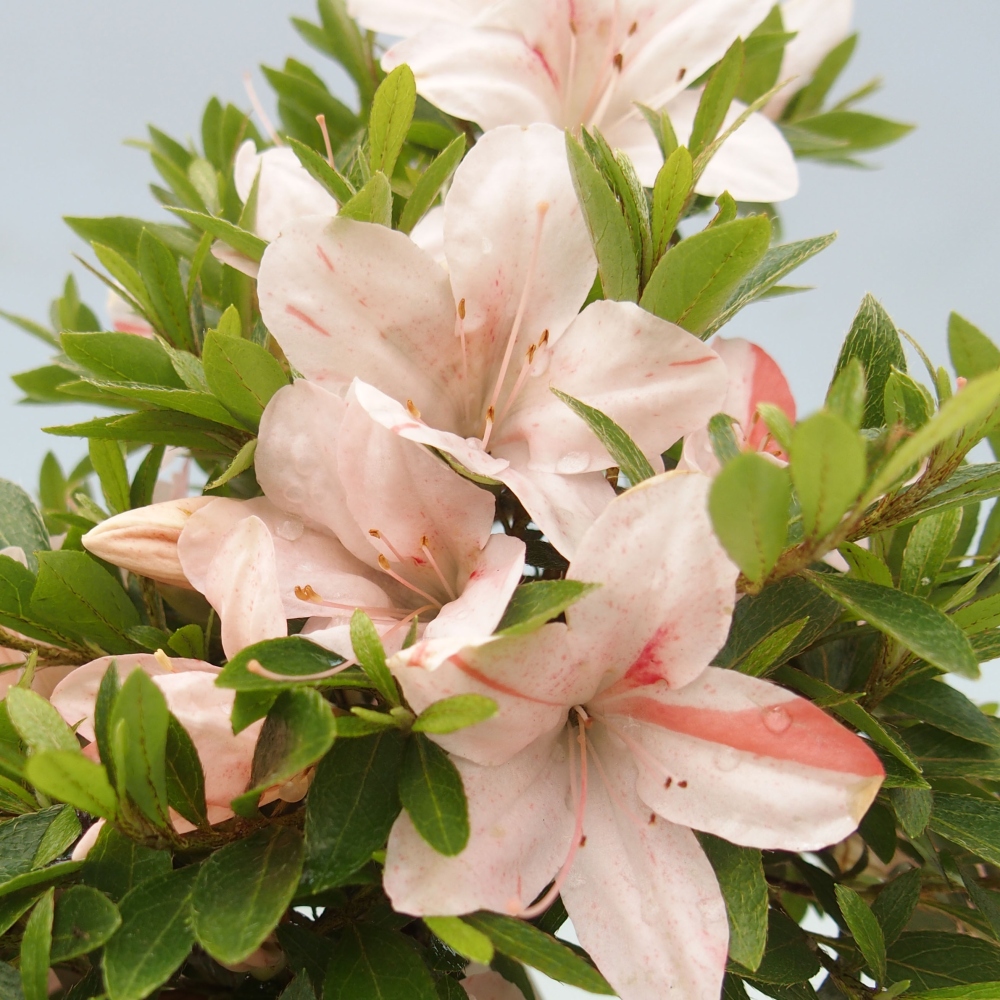 Outdoor bonsai - Japanese azalea - Azalea Nikko