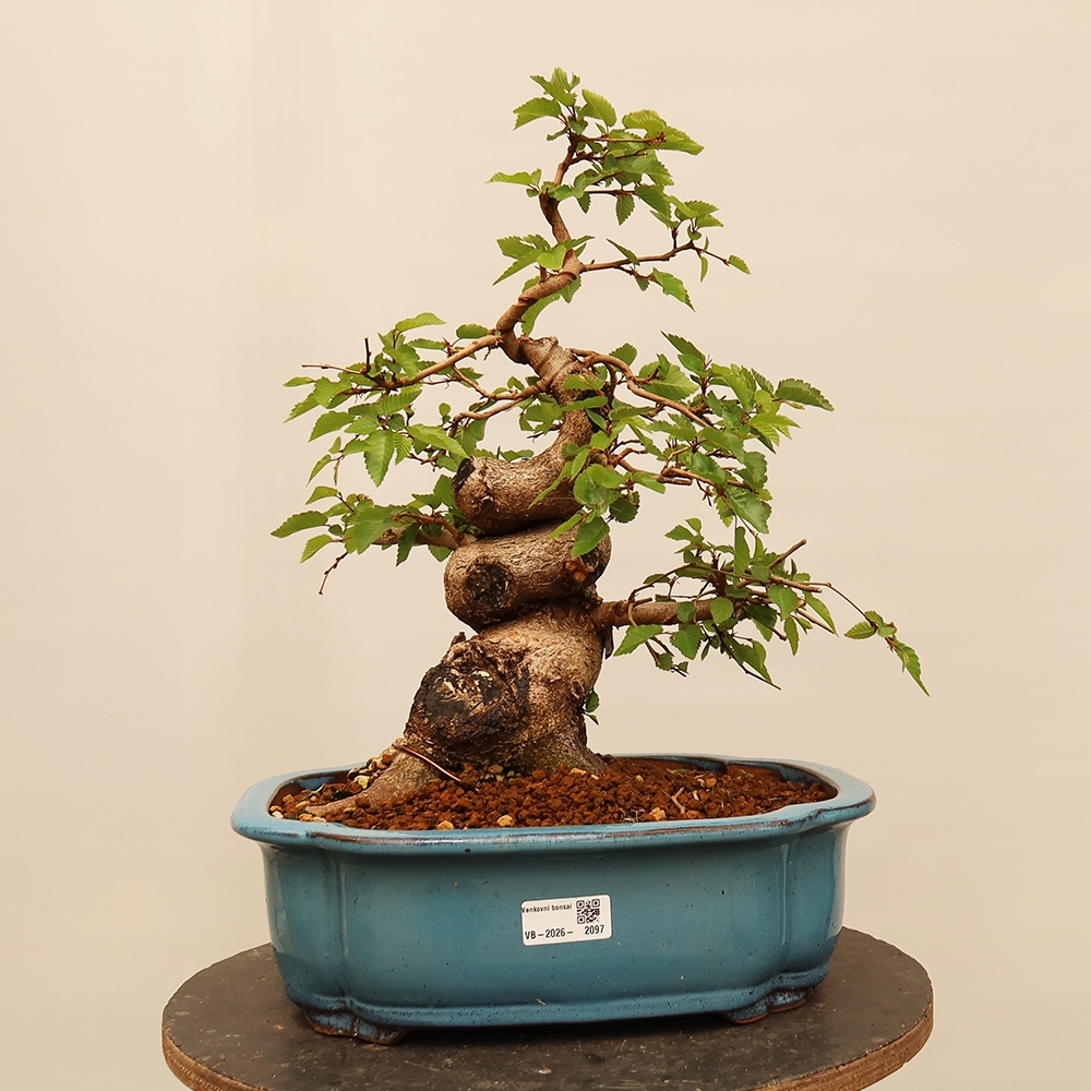 Outdoor bonsai - Carpinus Coreana - Korean hornbeam