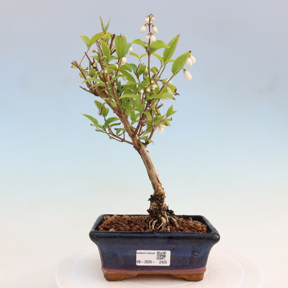 Outdoor Bonsai - Deutzia scabra 'Candidissima' - Three Buds