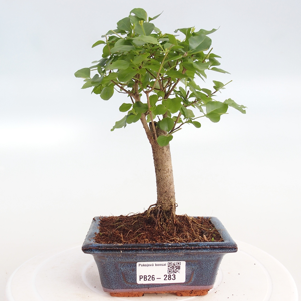 Room bonsai -Ligustrum chinensis - Birds Beak