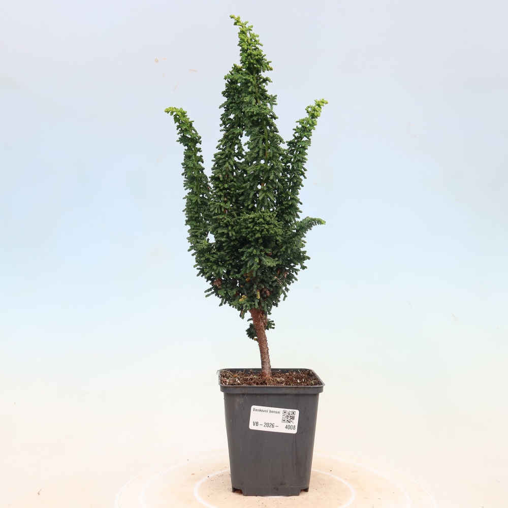 Outdoor bonsai - Cham. obtusa SEKKA HINOKI - Cypress