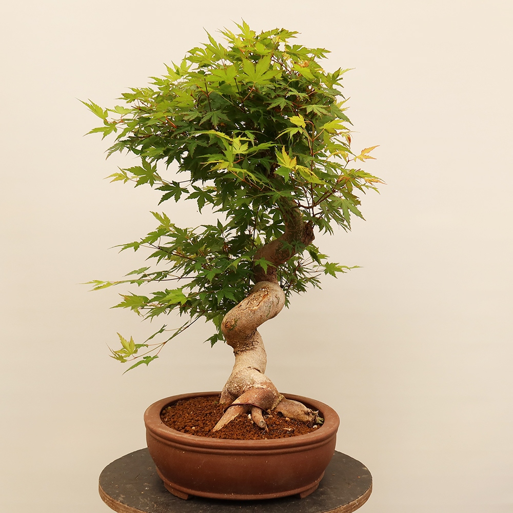 Outdoor bonsai - Maple palmatum - Palms