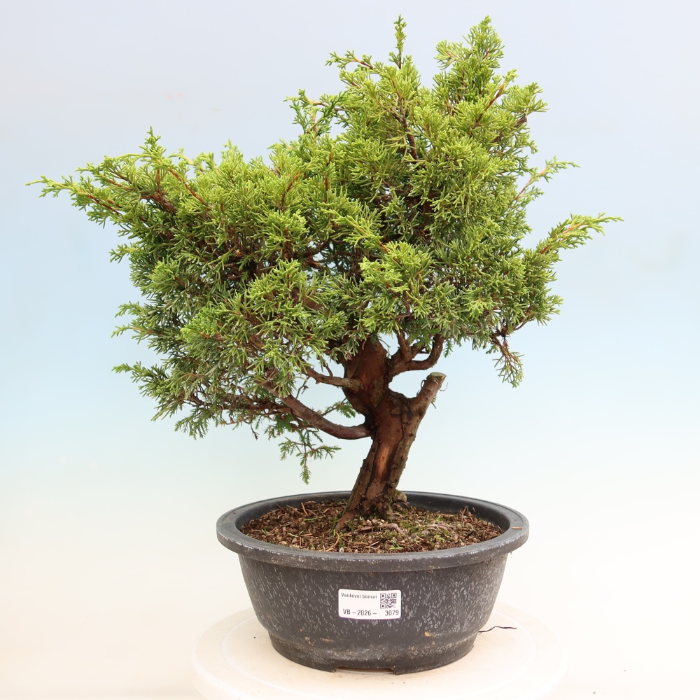 Outdoor Bonsai - Juniperus chinensis Itoigawa - Chinese Juniper
