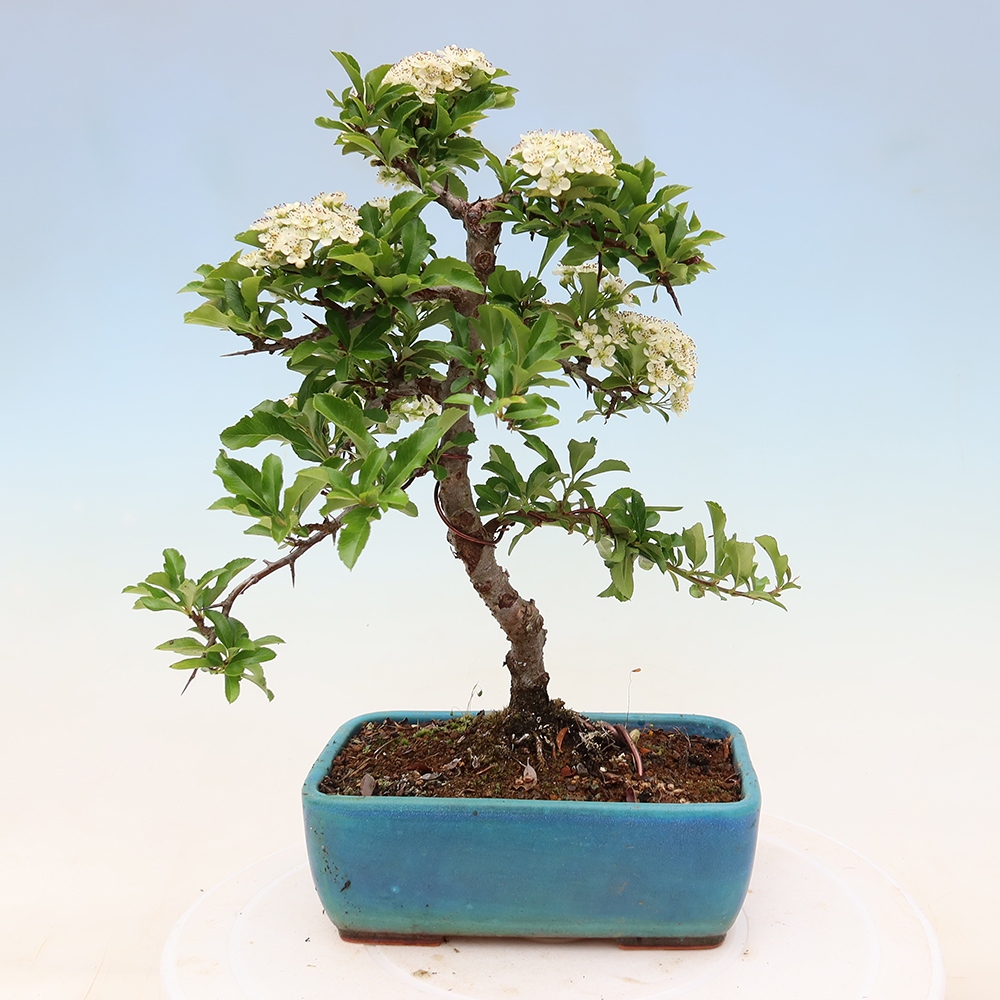 Outdoor Bonsai - Pyracantha teton - Scarlet Firethorn