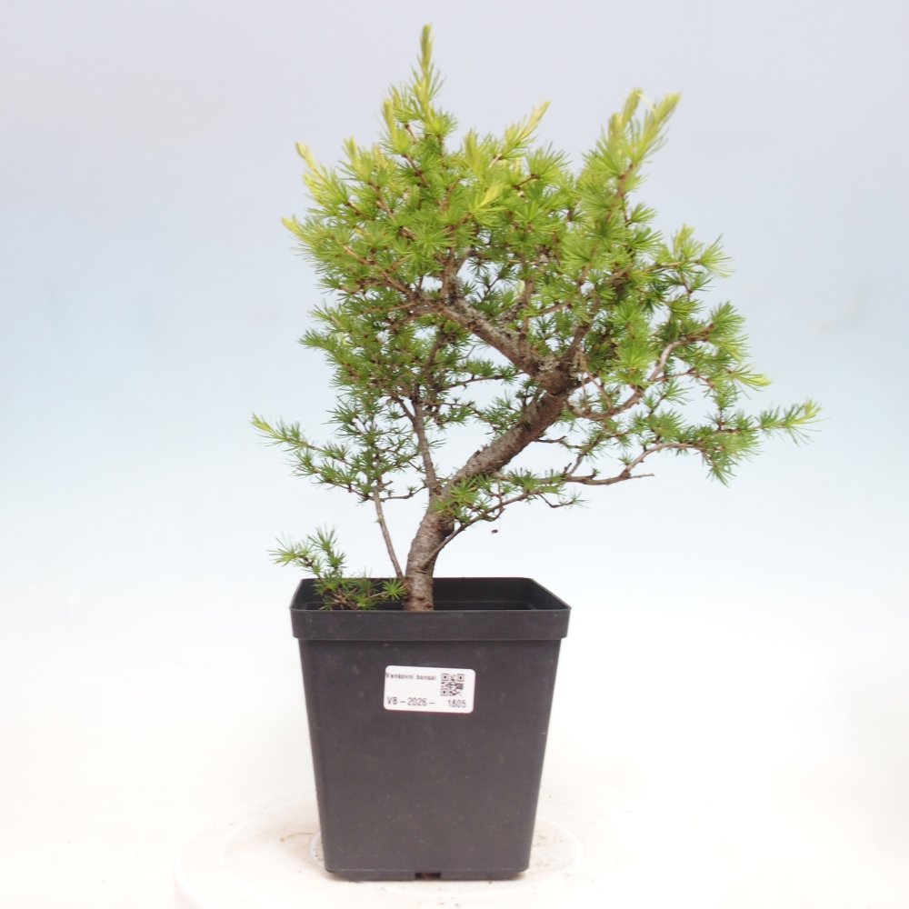 Outdoor bonsai -Larix decidua - Larch
