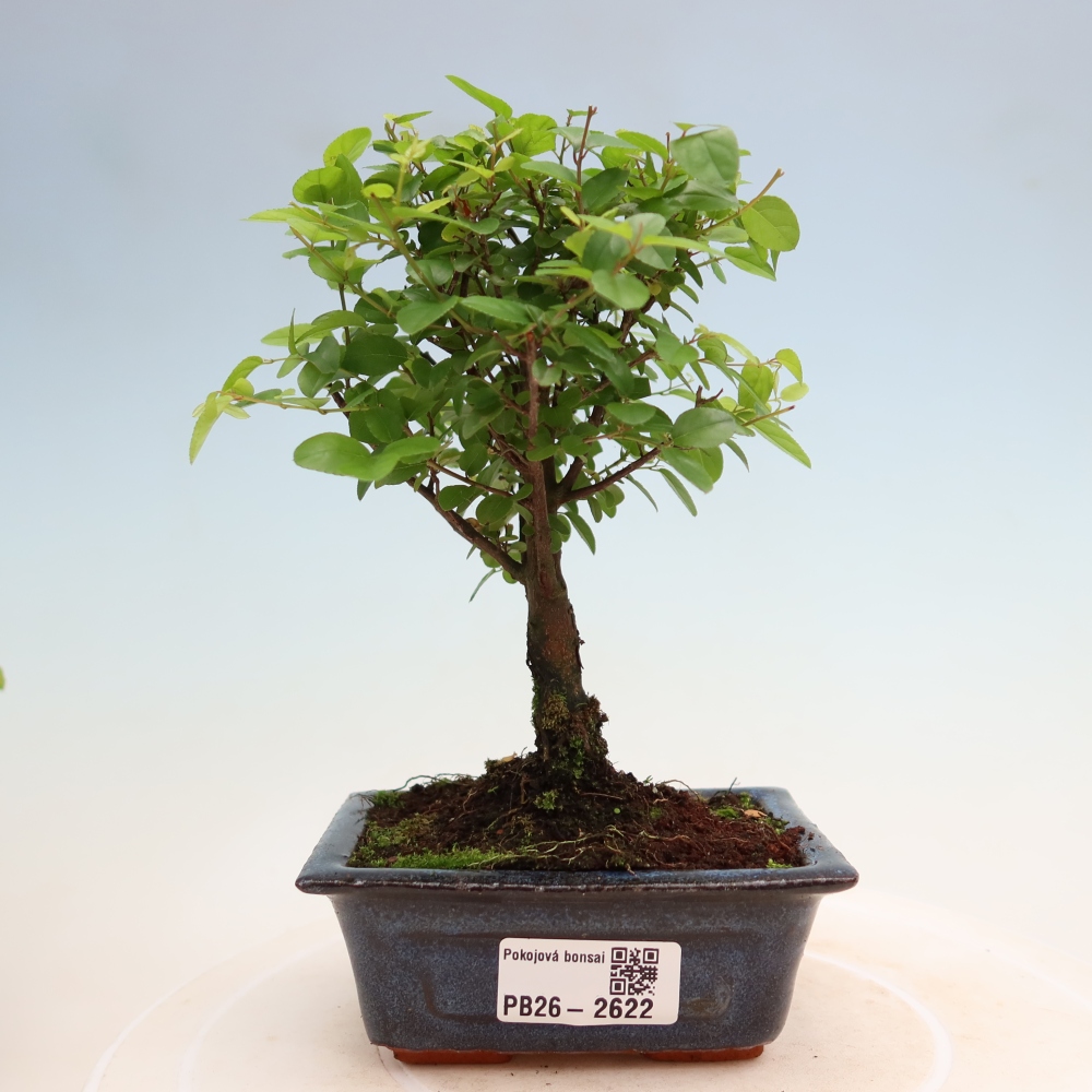 Room bonsai - Sageretia thea - Sageretia thea
