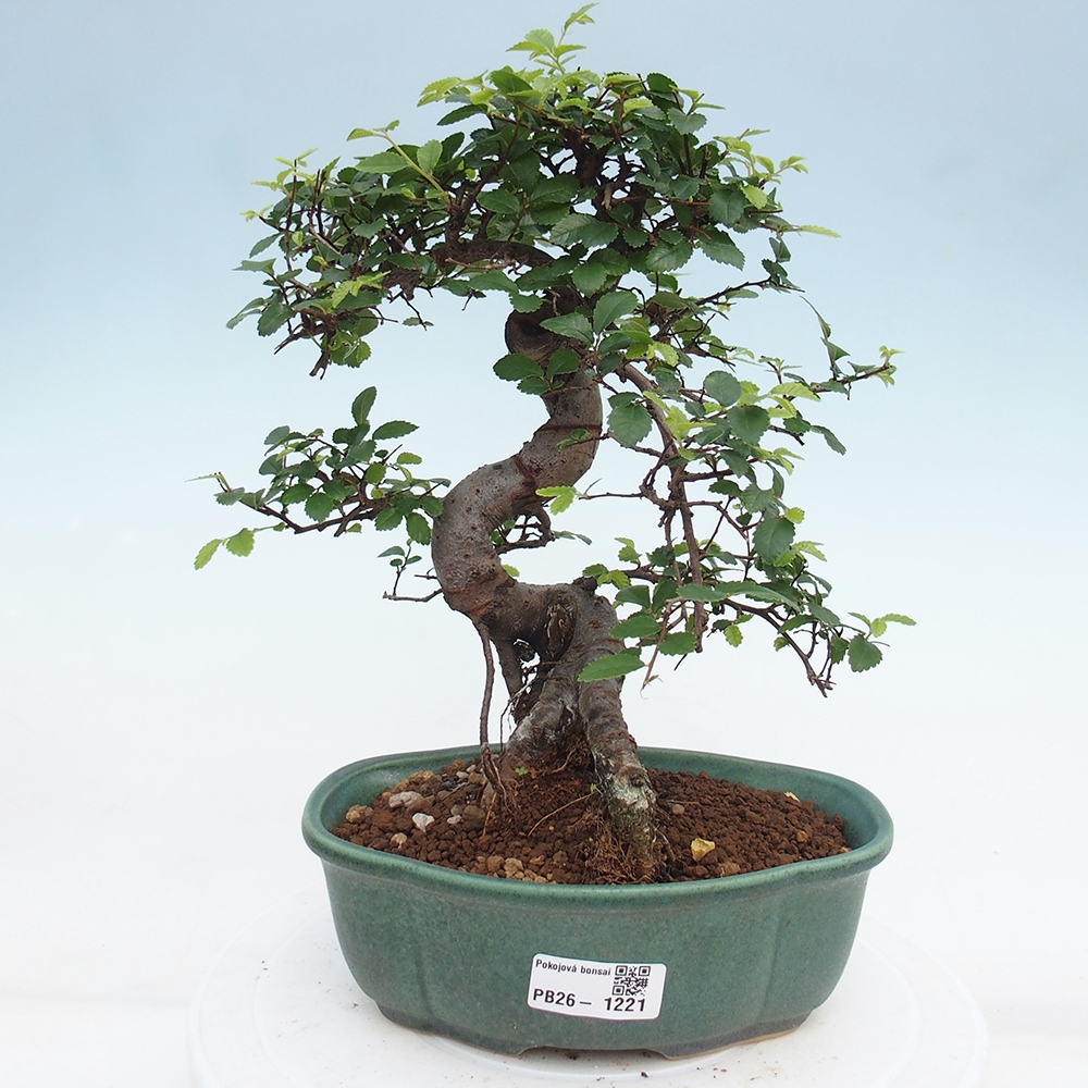 Room bonsai - Ulmus parvifolia - Small-leaved elm