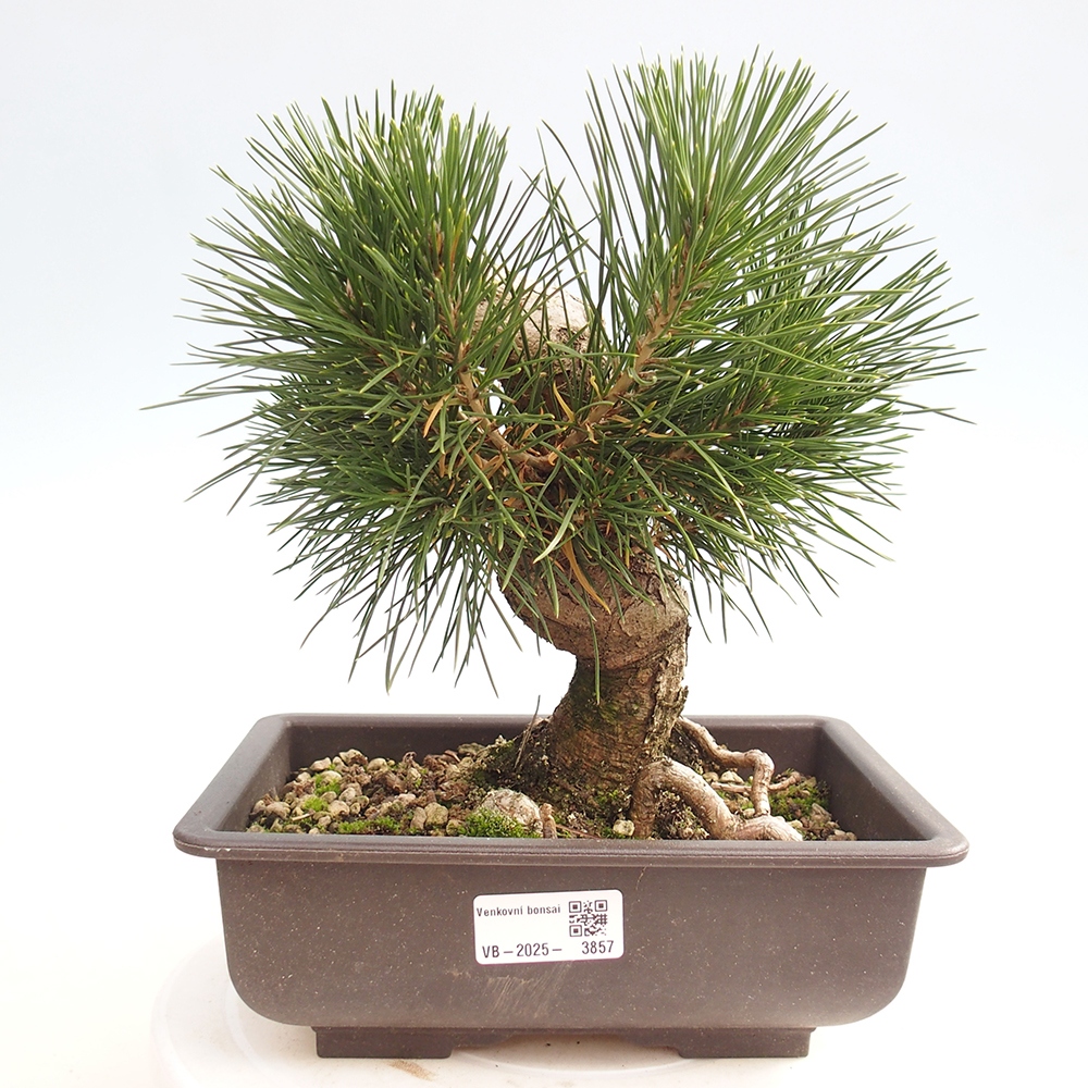 Outdoor bonsai - Pinus thunbergii - Thunberg pine