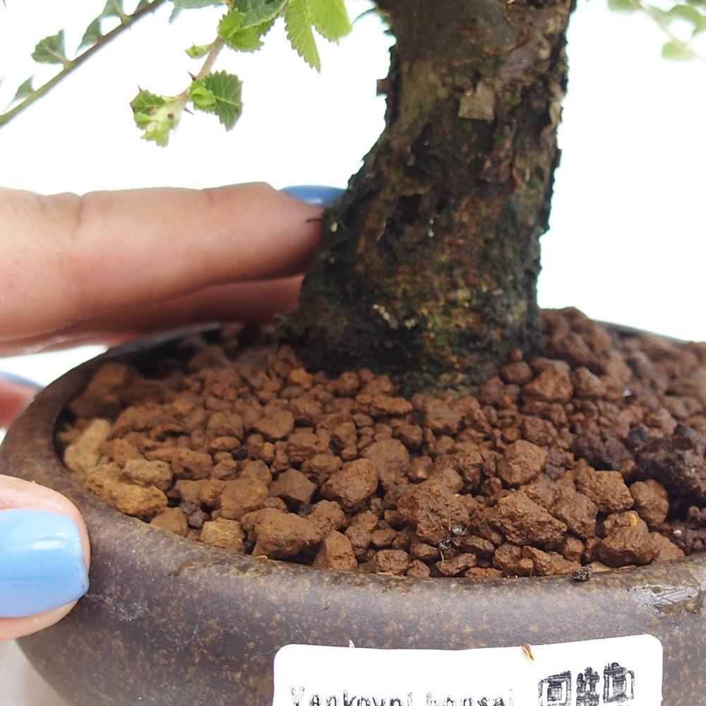 Outdoor bonsai - Ulmus parvifolia Hokkaido - Chinese elm