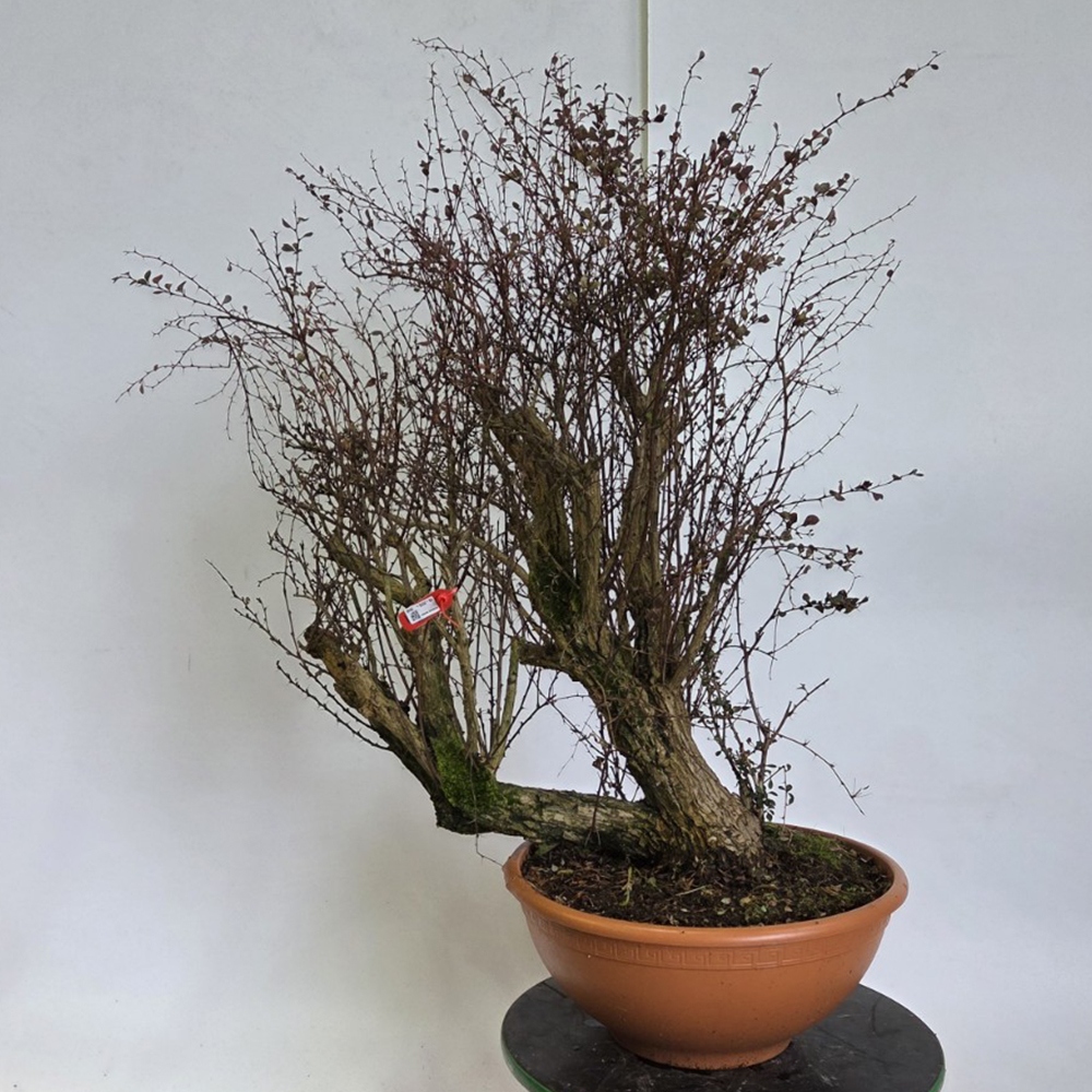 Outdoor bonsai - Barberry - Berberis thunbergii atropurpurea