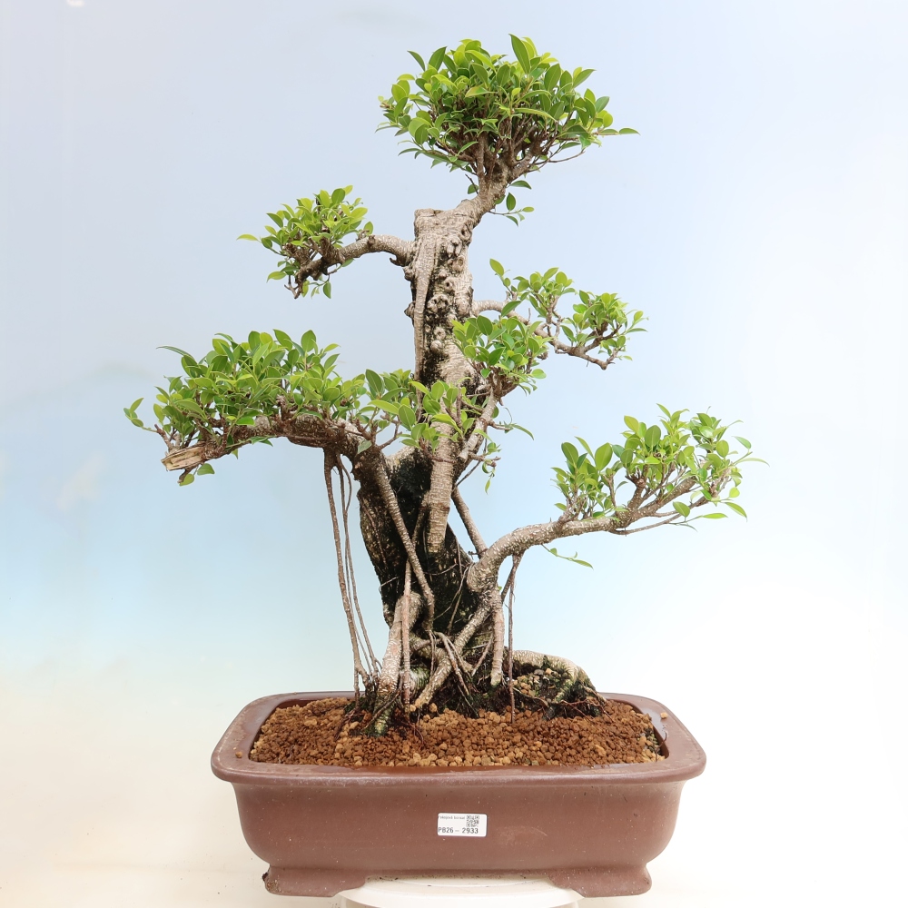 Room bonsai - Ficus kimmen - small-leaved ficus