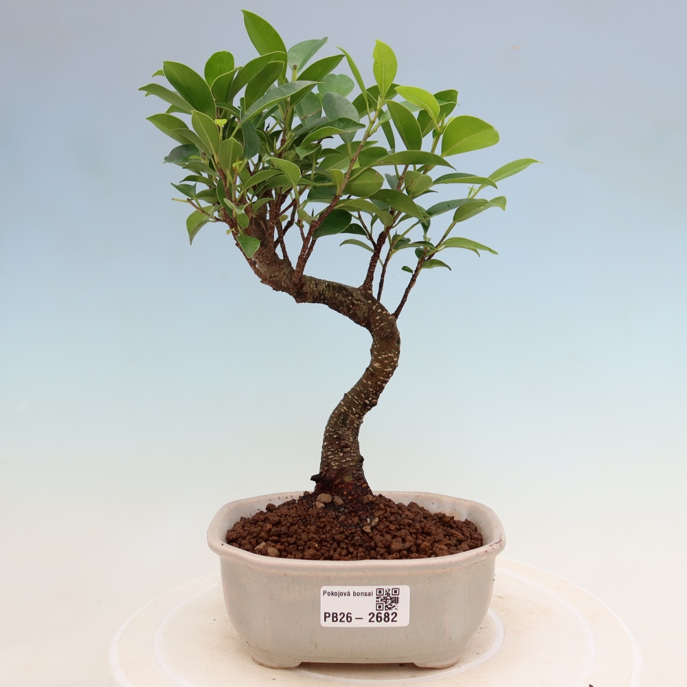 Room bonsai - Ficus kimmen - small-leaved ficus