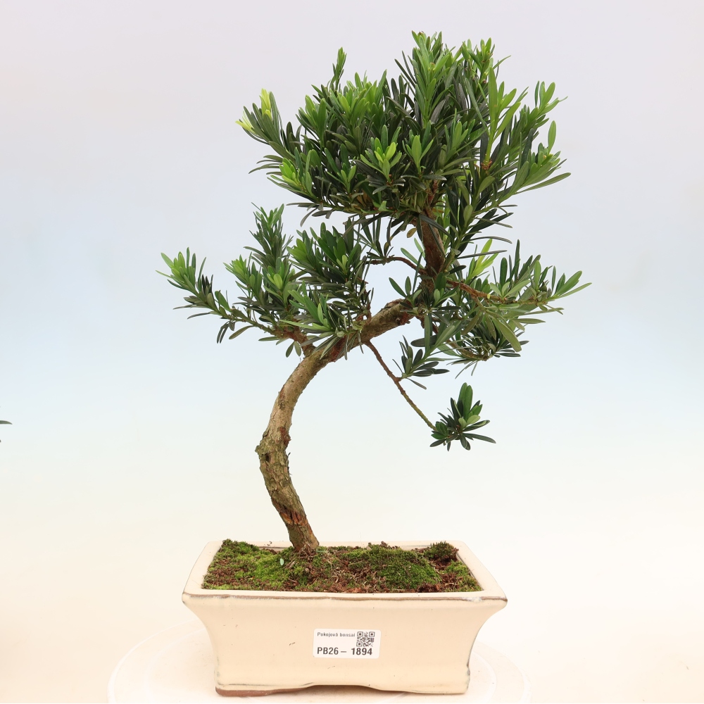 Room bonsai - Podocarpus - Stone Yew