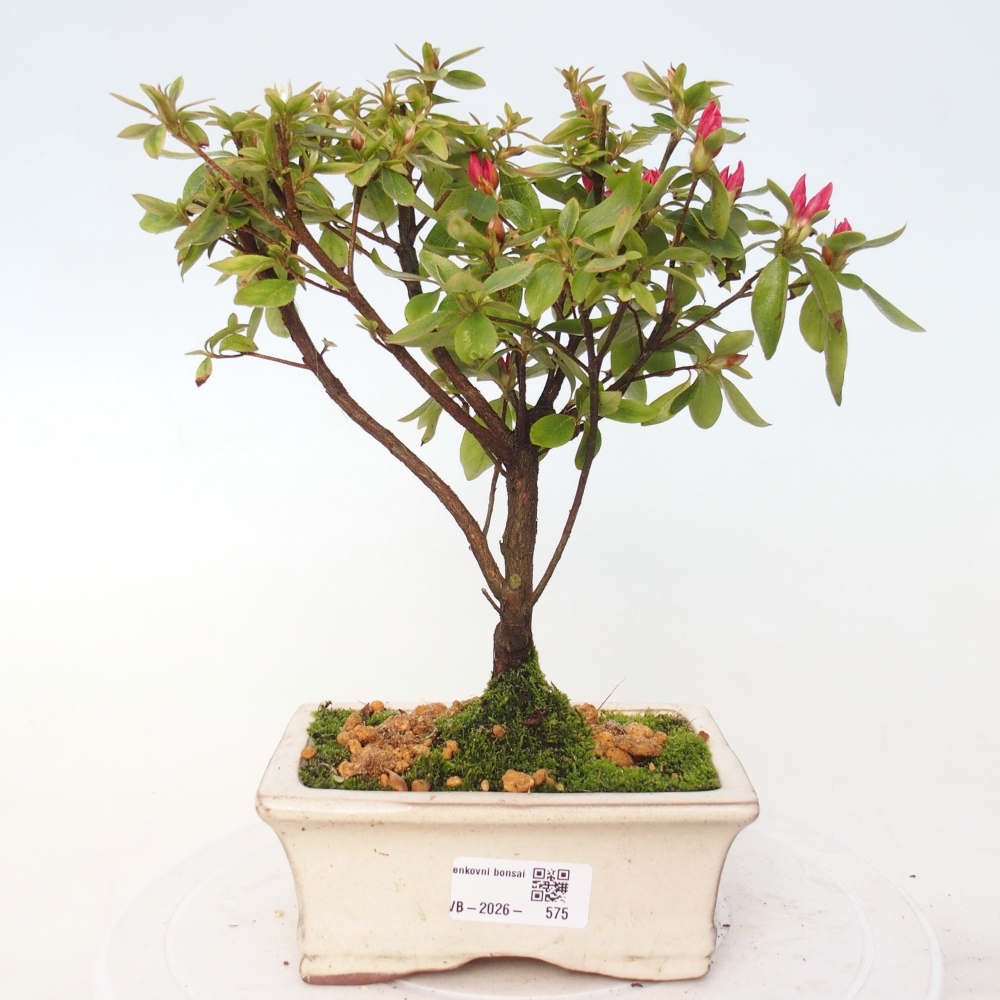 Outdoor bonsai - Japanese azalea - Azalea sp.