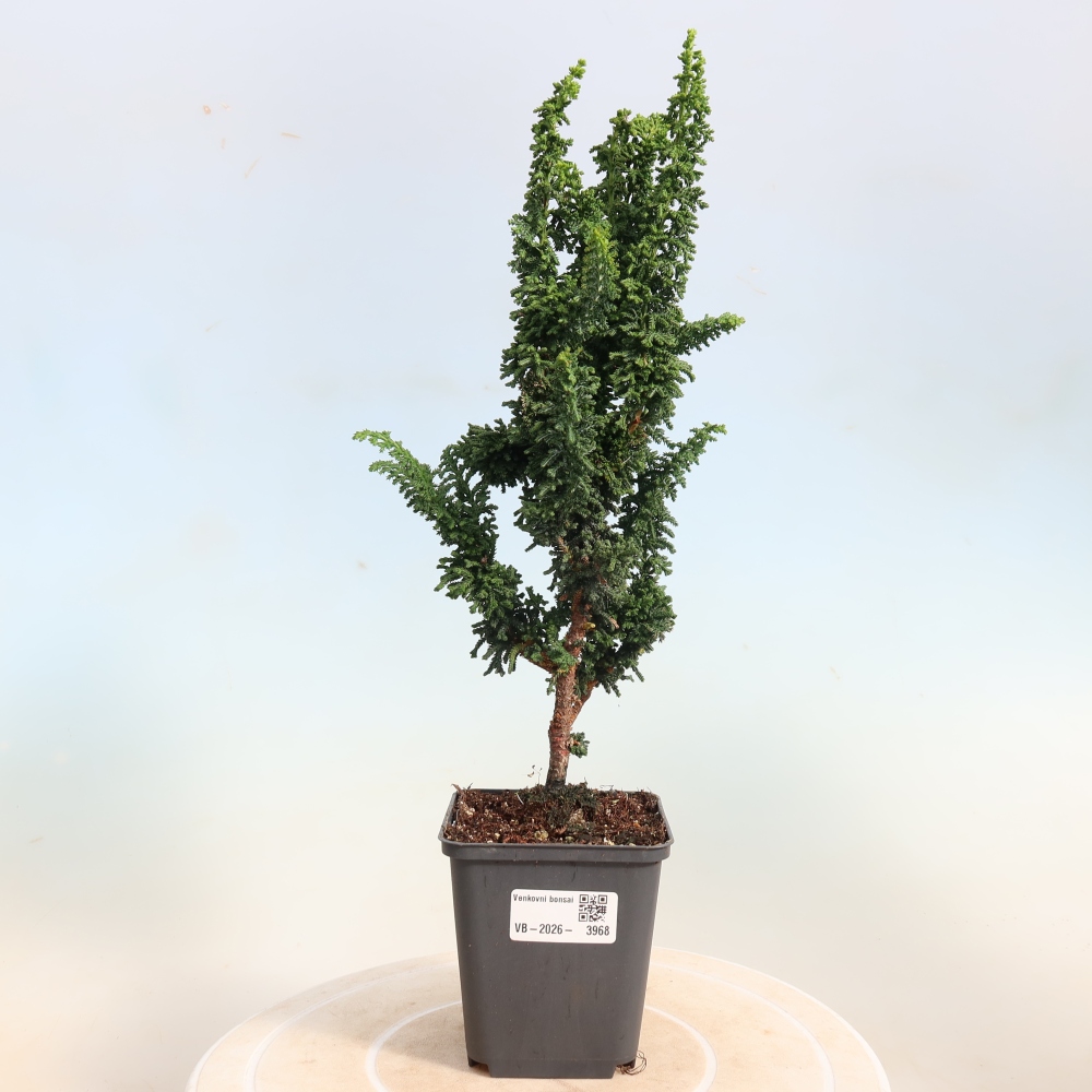 Outdoor bonsai - Cham. obtusa SEKKA HINOKI - Cypress