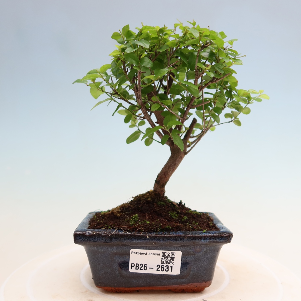 Room bonsai - Sageretia thea - Sageretia thea