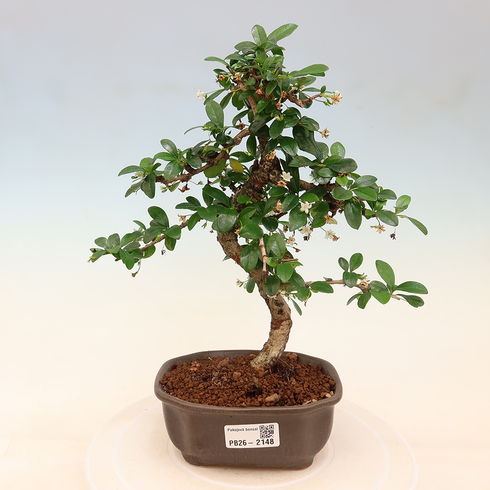 Room bonsai - Carmona macrophylla - Tea fuki