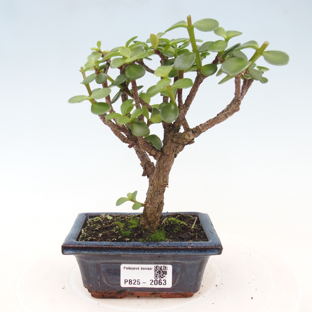 Indoor bonsai - Portulakaria Afra - Tlustice