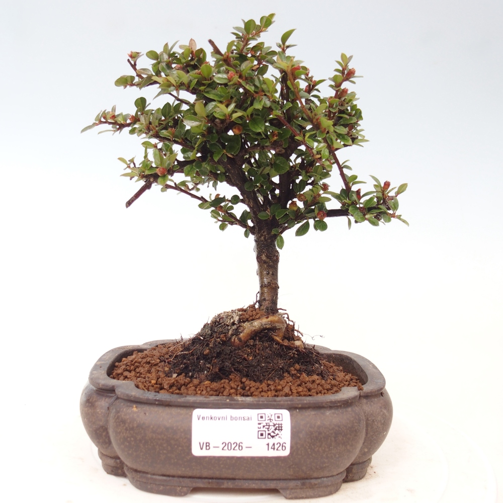 Outdoor bonsai - Cotoneaster horizontalis - Rocky Mountain