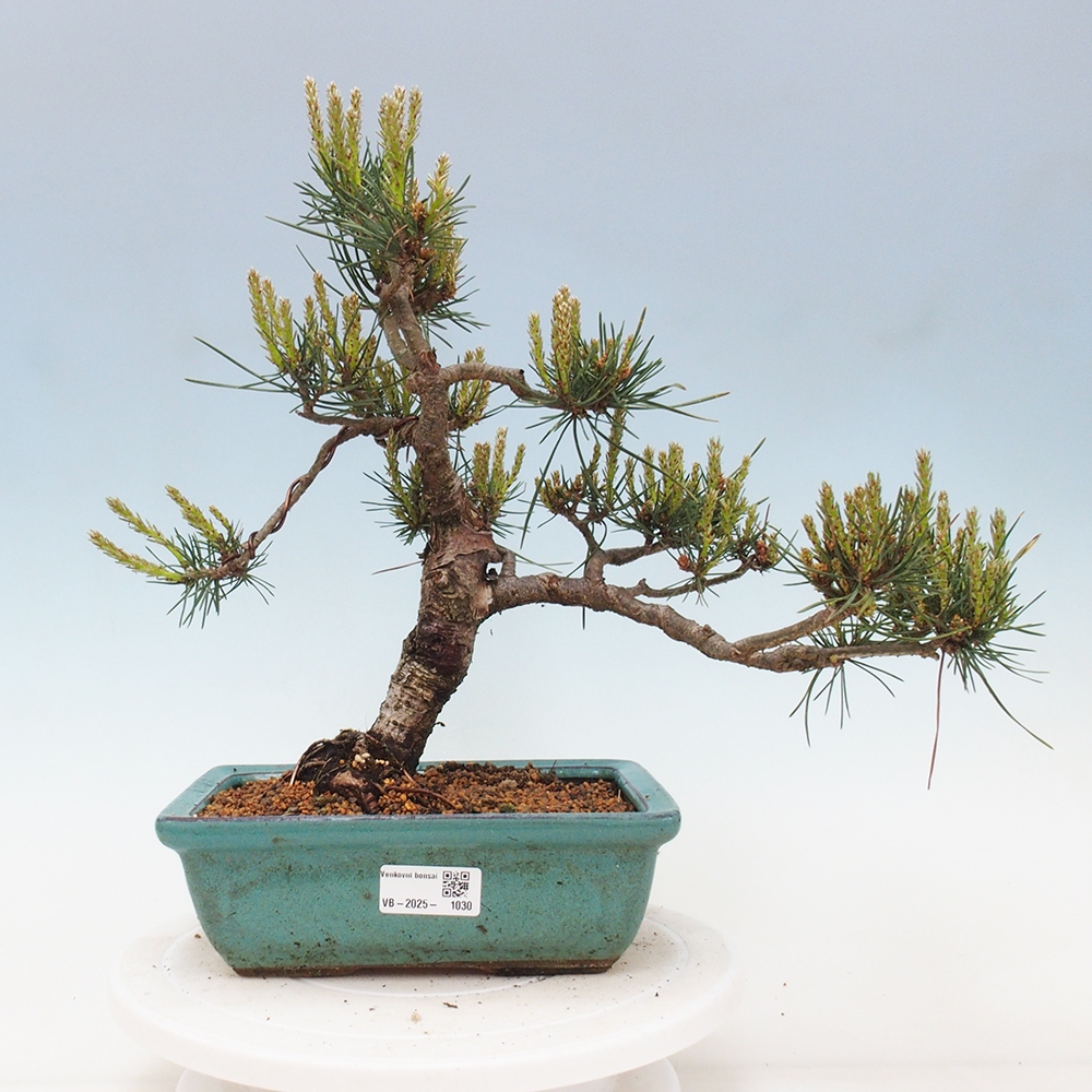 Outdoor bonsai - Pinus Sylvestris - Scots pine