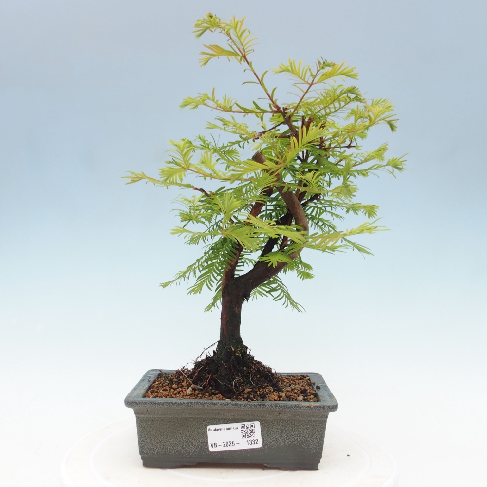 Outdoor bonsai - Metasequoia glyptostroboides - Chinese Metasequoia