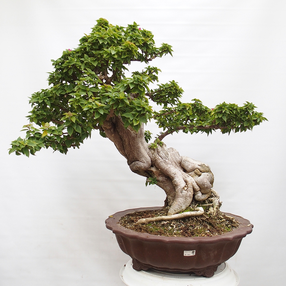 Indoor bonsai - Bouganwilea
