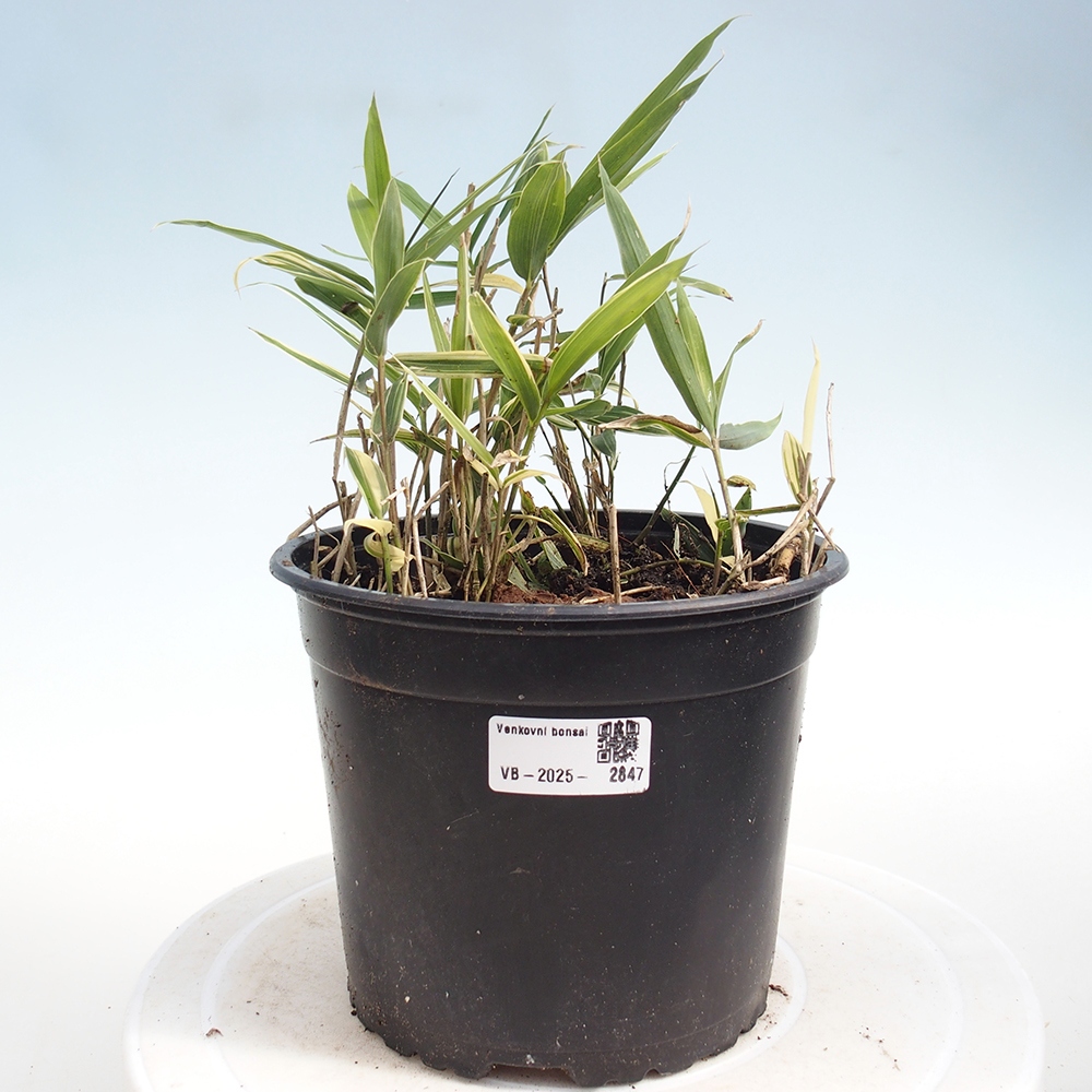 Outdoor bonsai - Sasaella masamuneana Albostriata - Bamboo