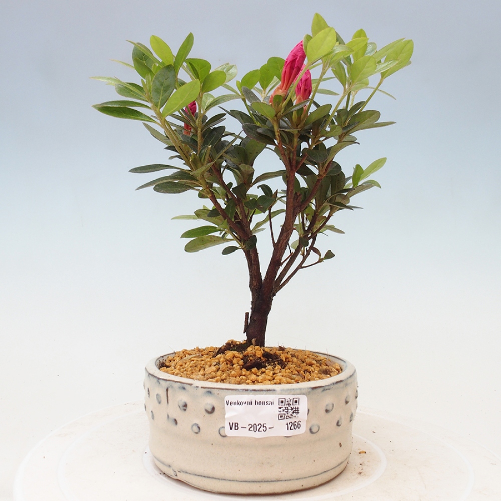 Outdoor bonsai - Japanese azalea - Azalea sp.
