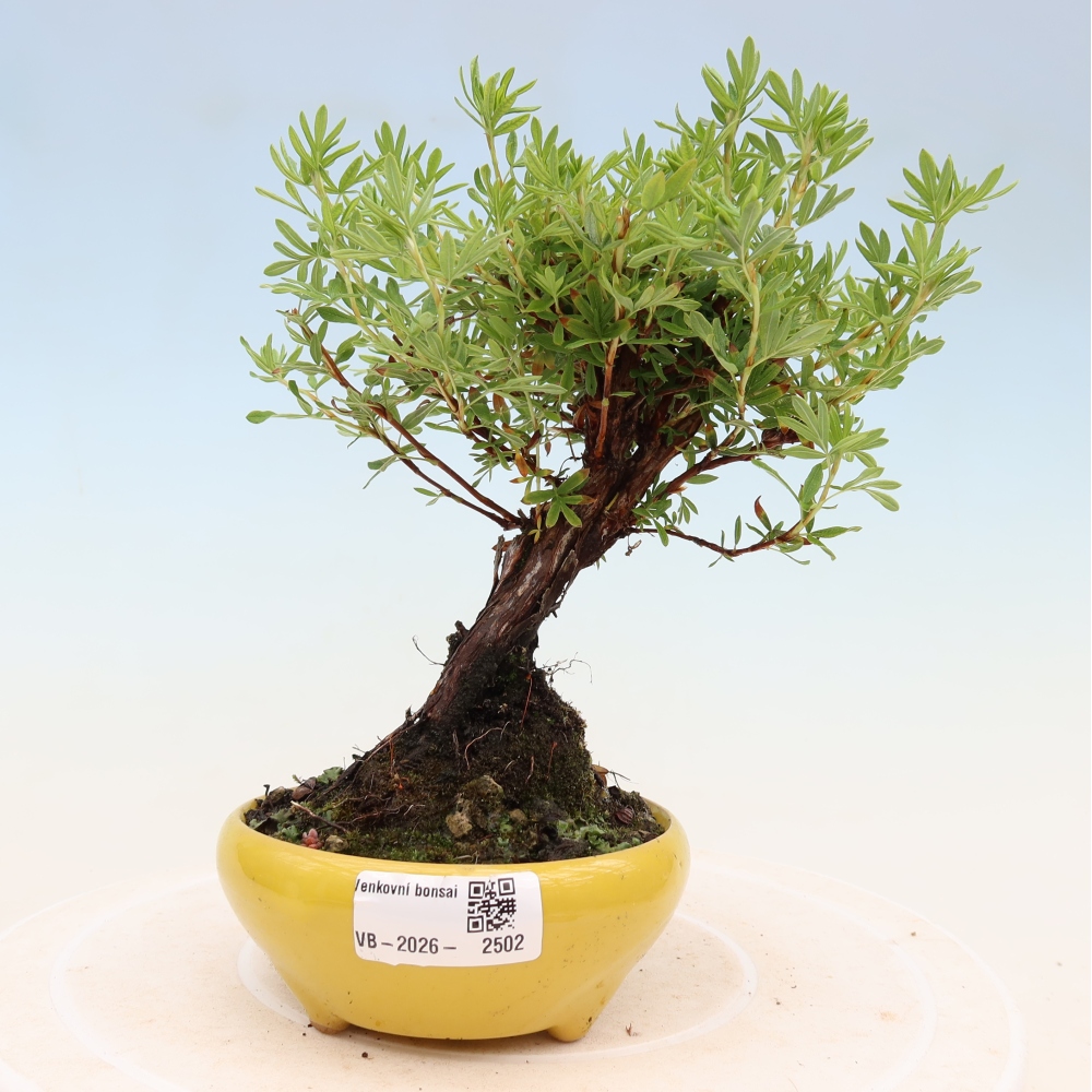 Outdoor bonsai - Potentila fruticosa