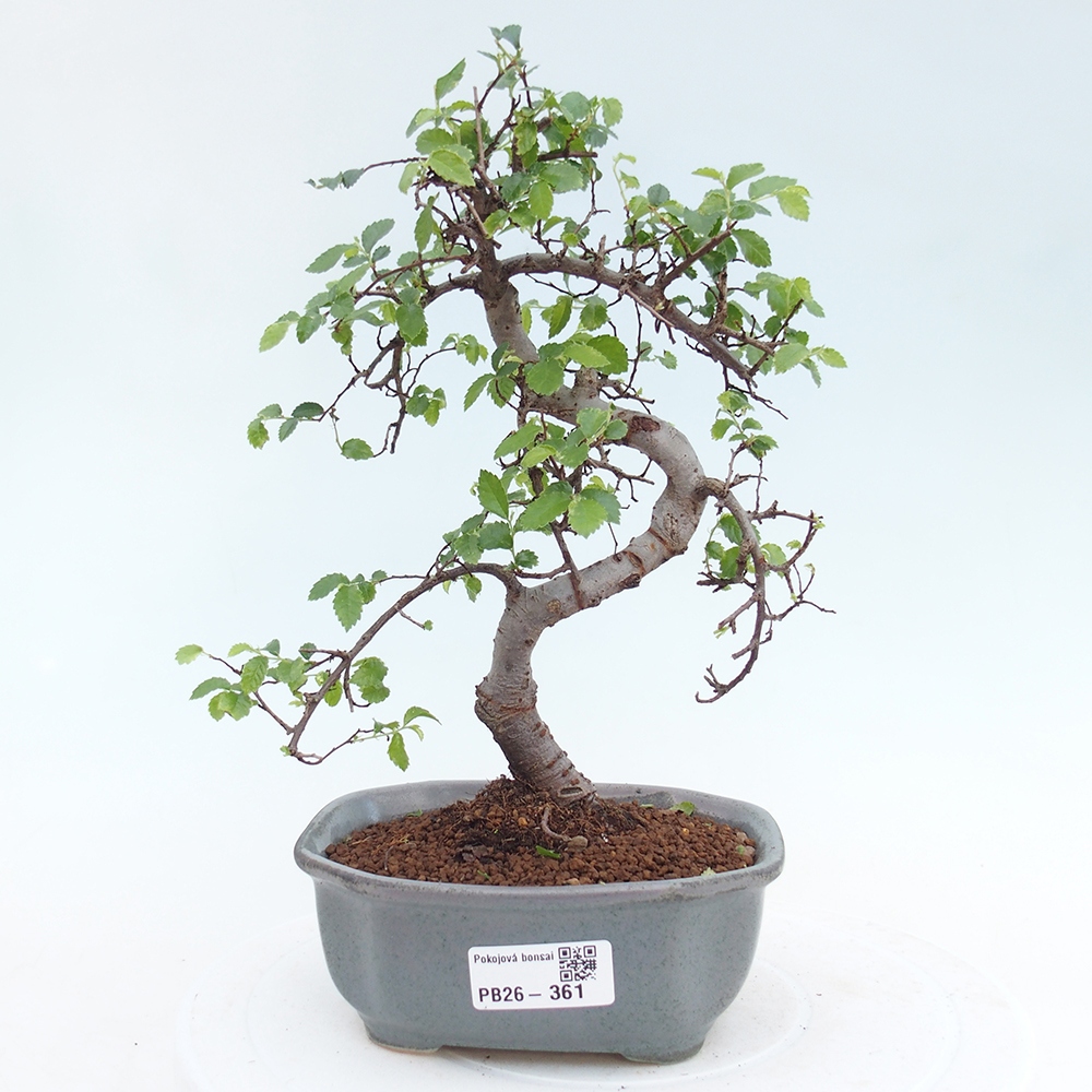 Room bonsai - Ulmus parvifolia - Small-leaved elm