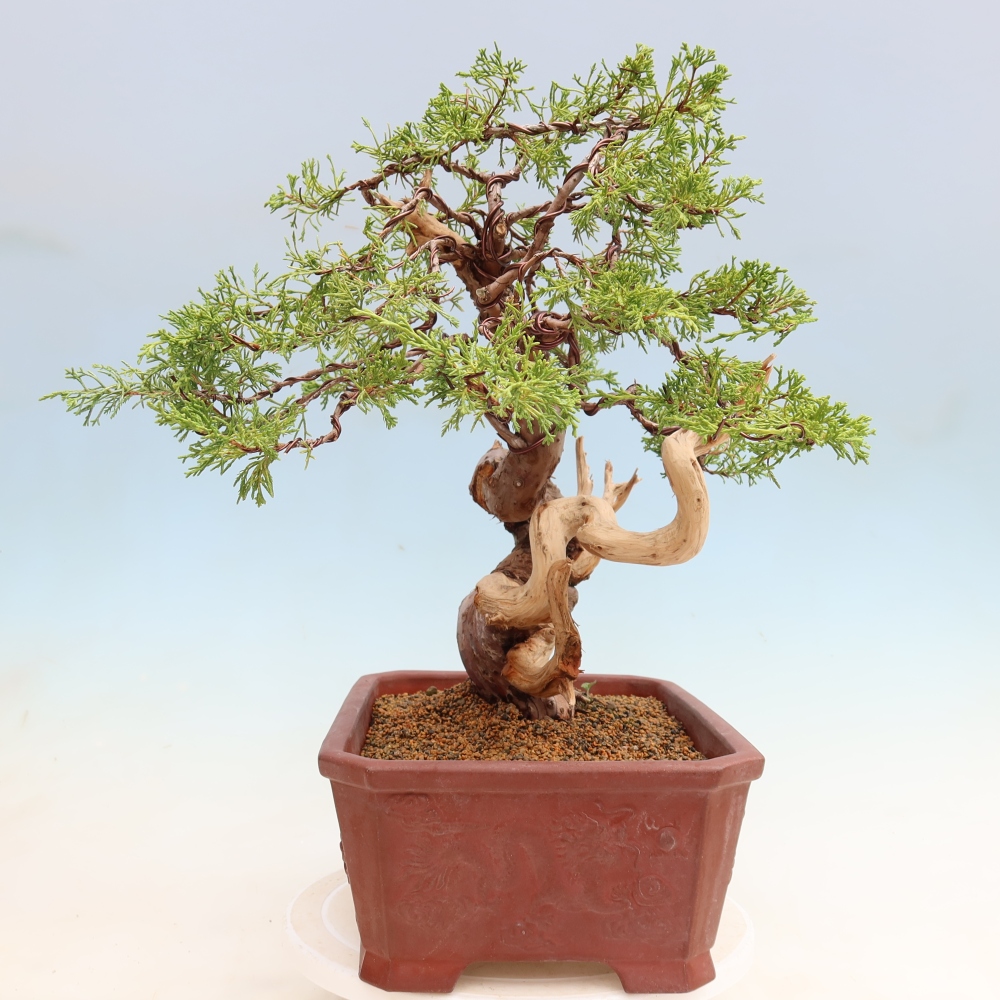 Outdoor Bonsai - Juniperus chinensis Itoigawa - Chinese Juniper