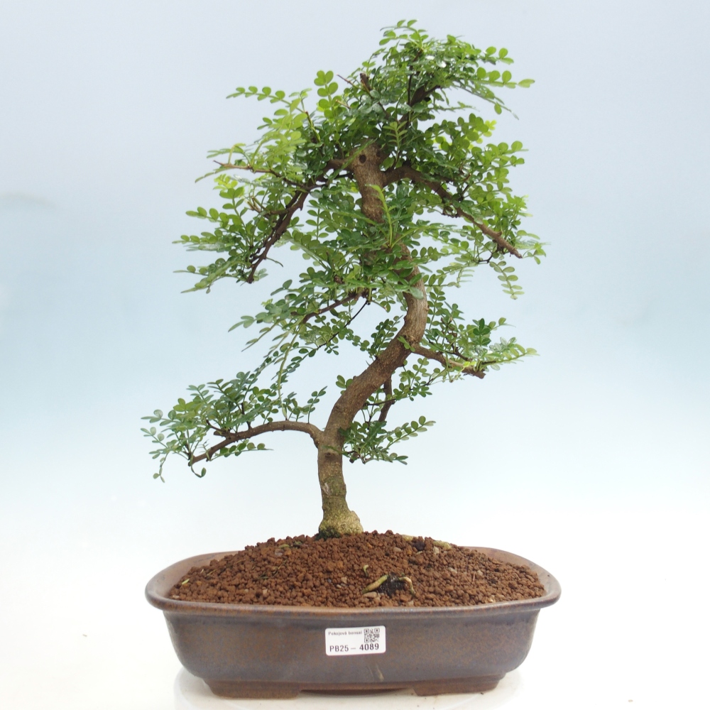 Room bonsai - Zantoxylum piperitum - pepper tree