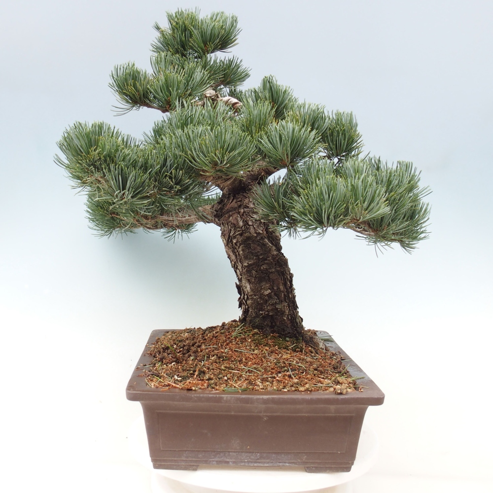 Outdoor bonsai - Pinus parviflora - Small pine tree