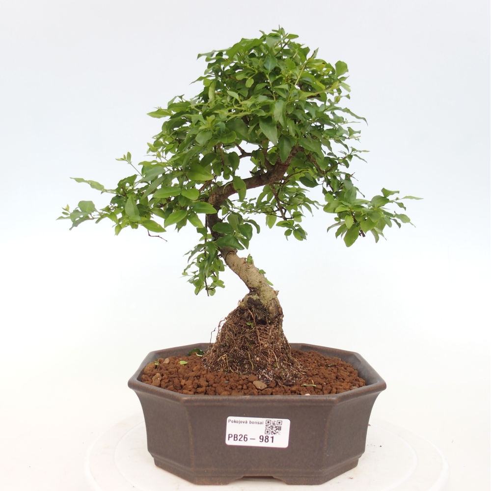 Room bonsai -Ligustrum chinensis - Birds Beak