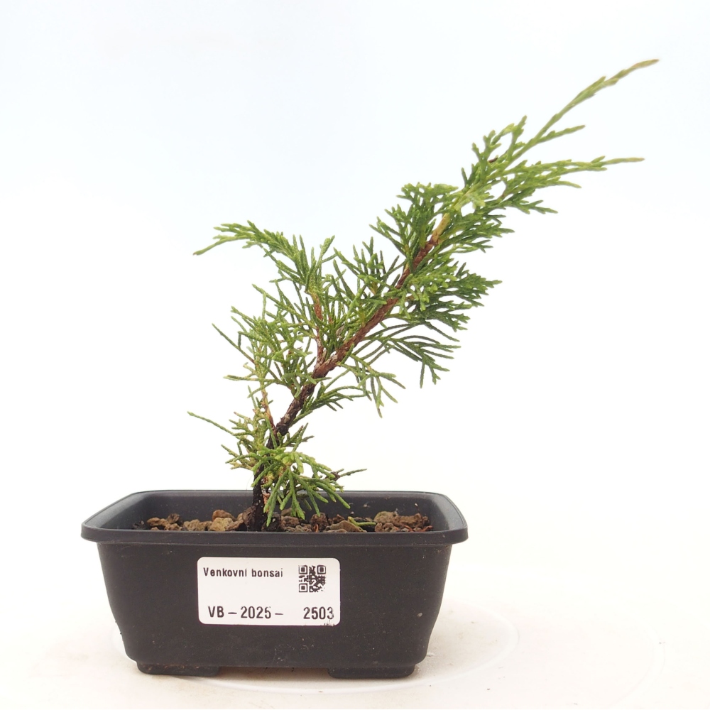 Outdoor bonsai - Juniperus chinensis Itoigawa - Chinese juniper
