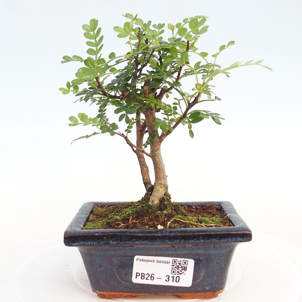 Room bonsai - Zantoxylum piperitum - pepper tree