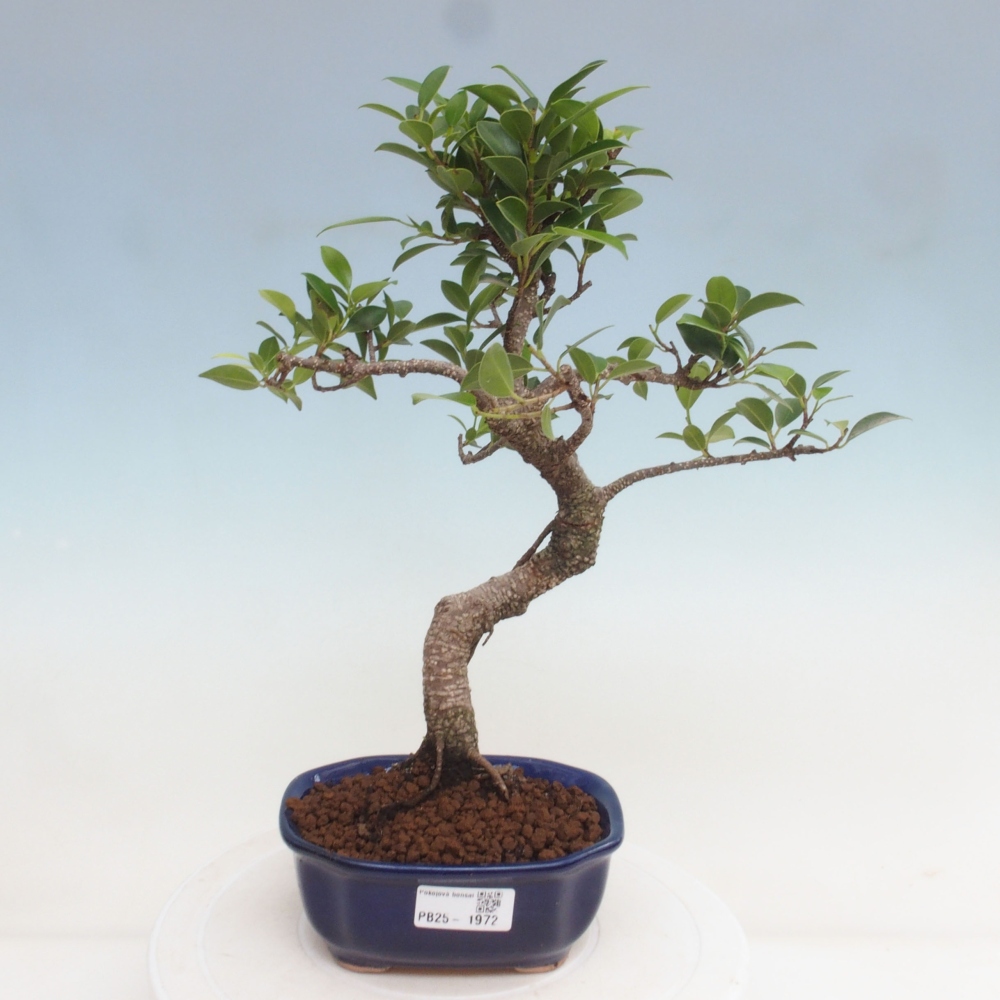 Indoor bonsai - Ficus retusa - small ficus