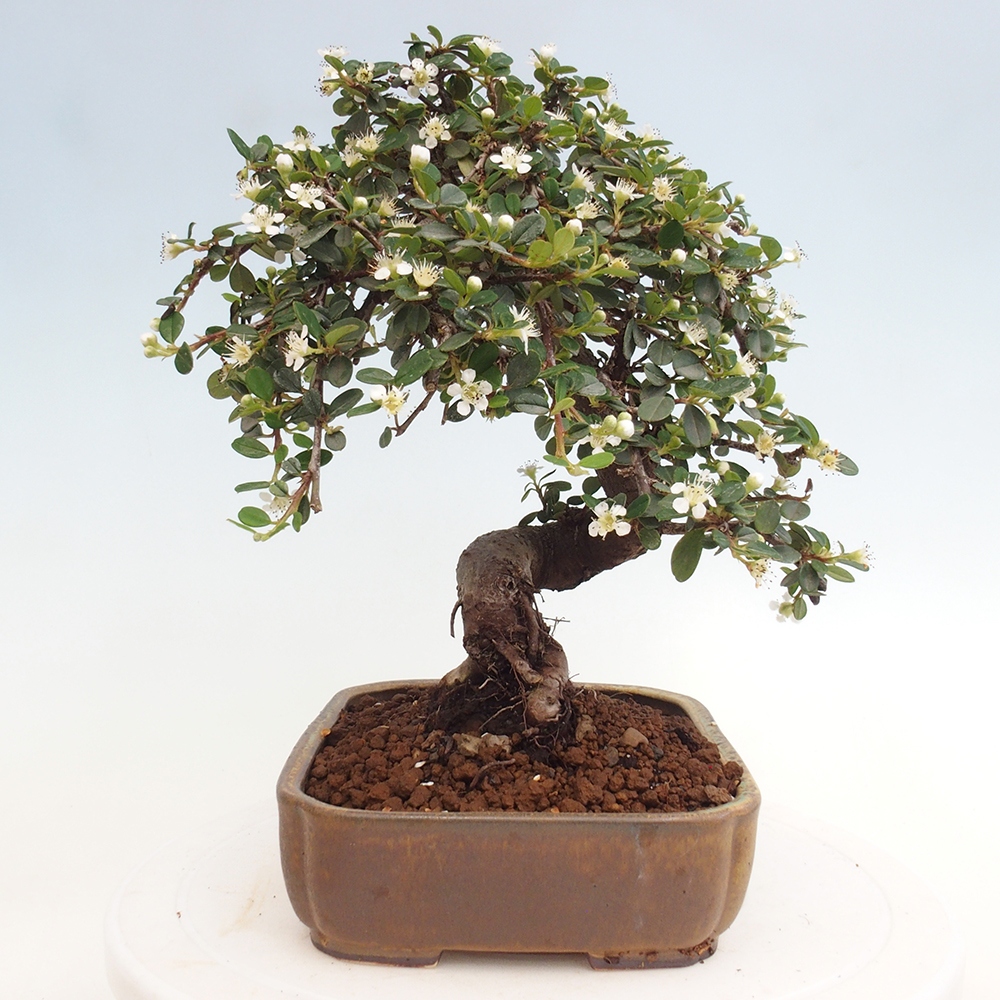 Outdoor bonsai-Cotoneaster dammeri - Rock Damer