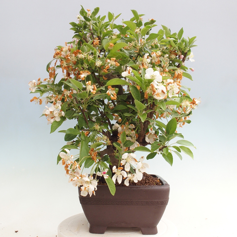 Outdoor bonsai - Malus halliana - Small-fruited apple tree